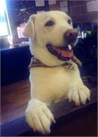 grooming pic 3 - ollie
